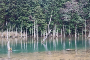一の俣桜公園蒼霧鯉池の水没林へ行った話！下関市で人気上昇中【山口県】